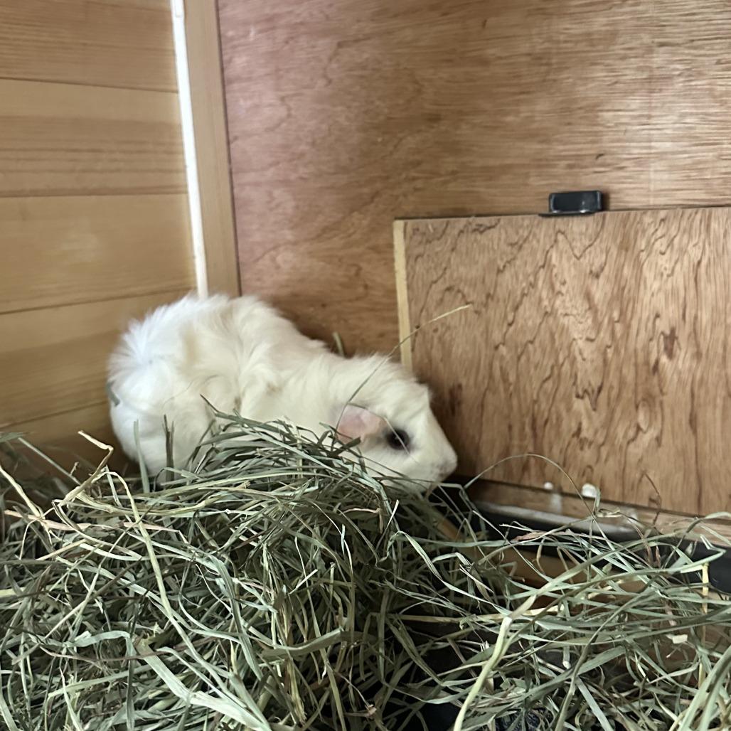 Genji, Adoptable, Adult Male Guinea Pig.