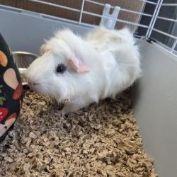 Enlarge Genji, a Adoptable Guinea Pig in Pittsford, VT image 2/2