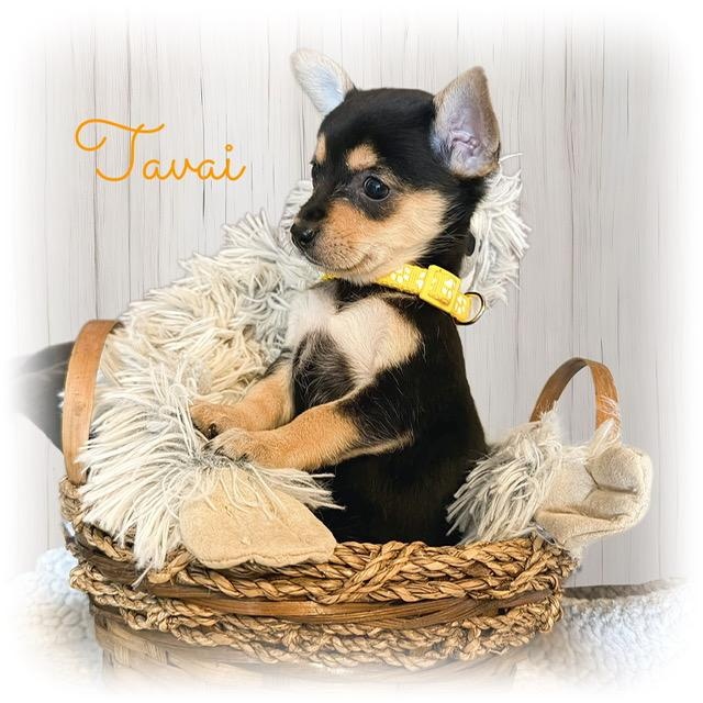 Tavai, adopted, Puppy Female Yorkshire Terrier & Terrier.