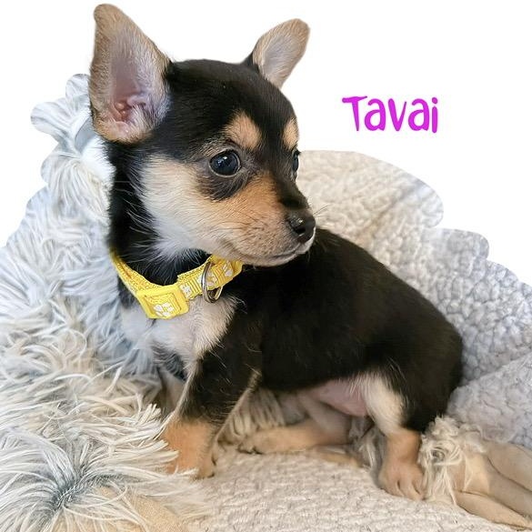 Enlarge Tavai, an adopted mixed breed in Tulsa, OK image 2/2