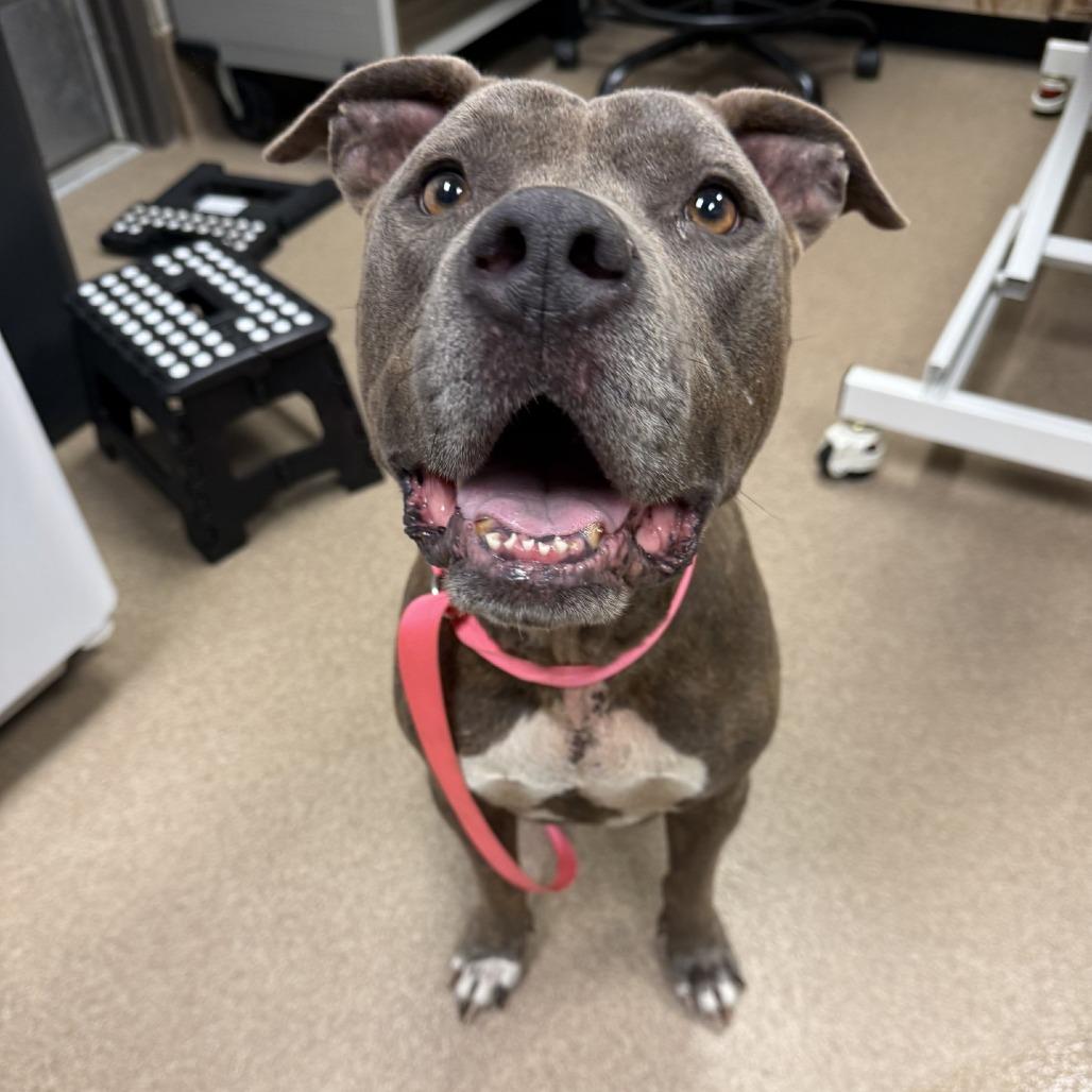 Taz, Adoptable, Adult Male Pit Bull Terrier.