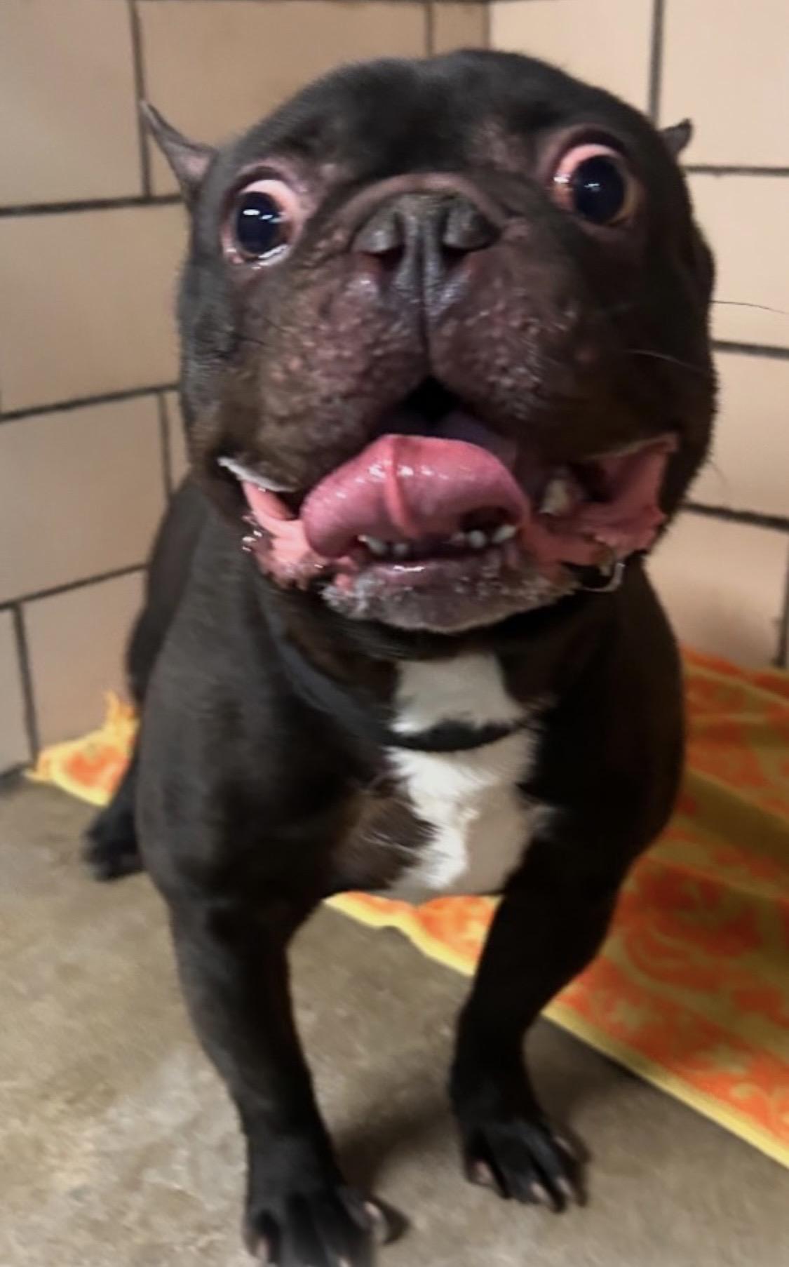 Enlarge Gremlin ADOPTED, an adopted mixed breed in Canton, OH image 1/5