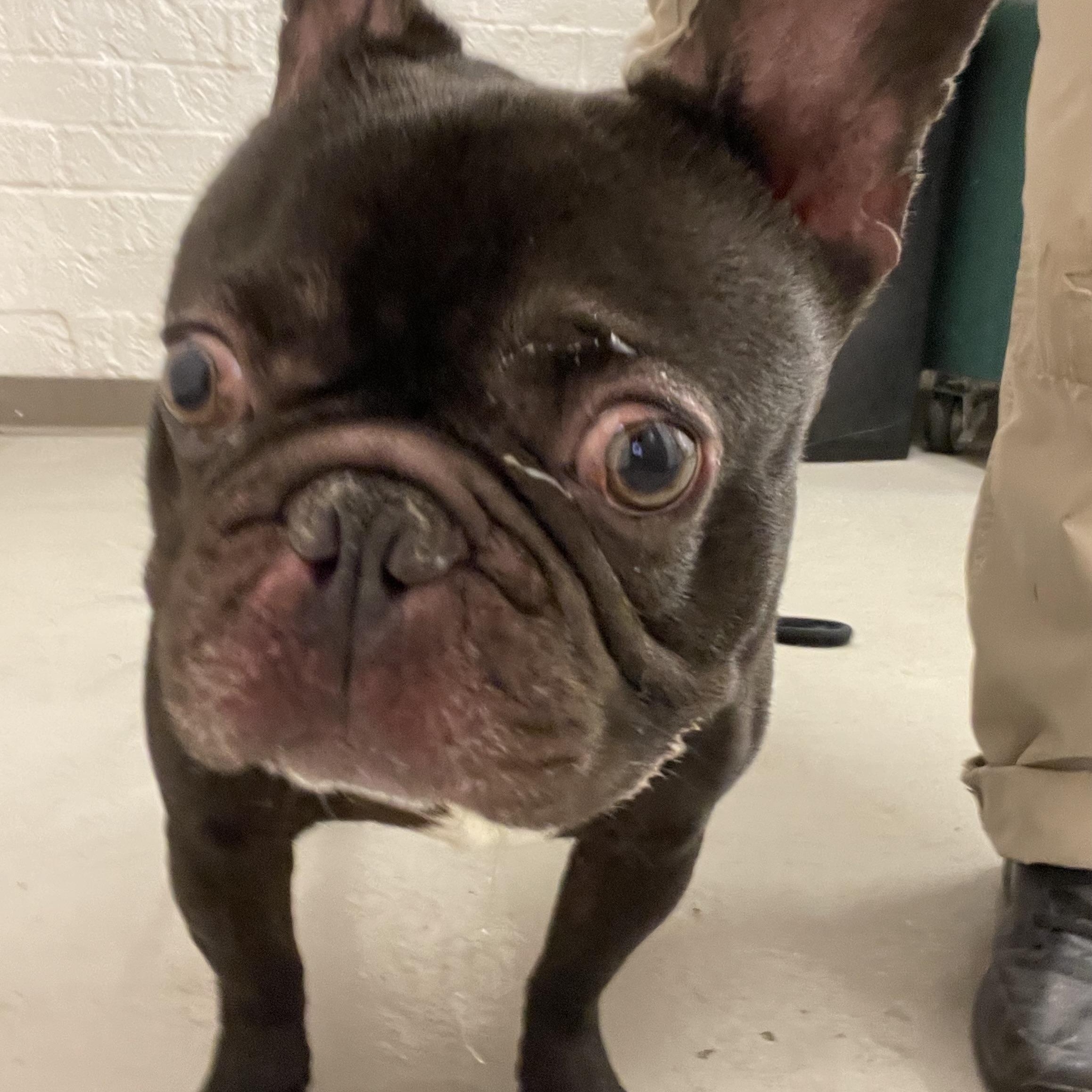 Enlarge Gremlin ADOPTED, an adopted mixed breed in Canton, OH image 3/5