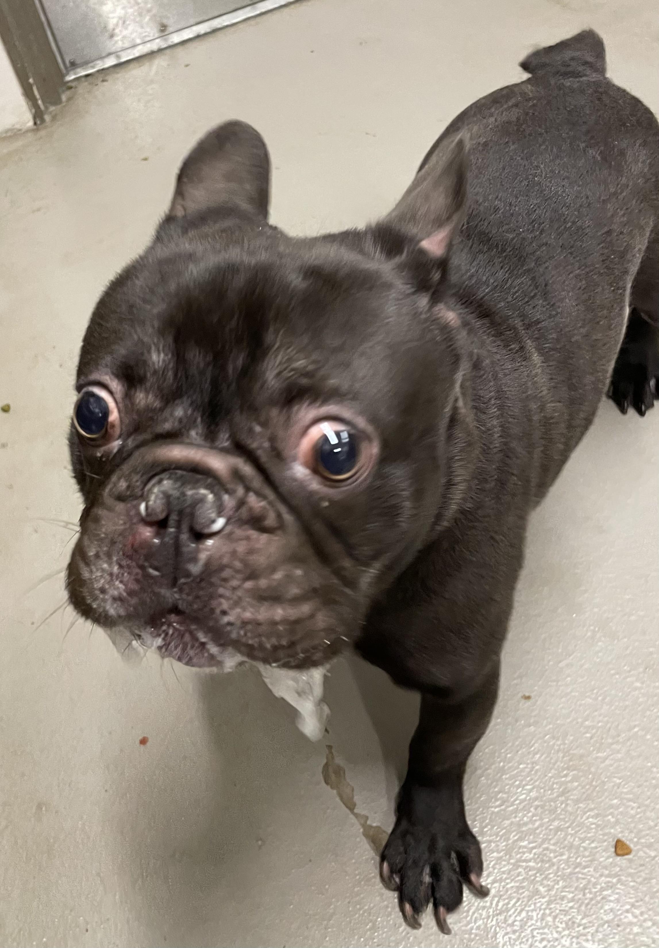 Enlarge Gremlin ADOPTED, an adopted mixed breed in Canton, OH image 5/5