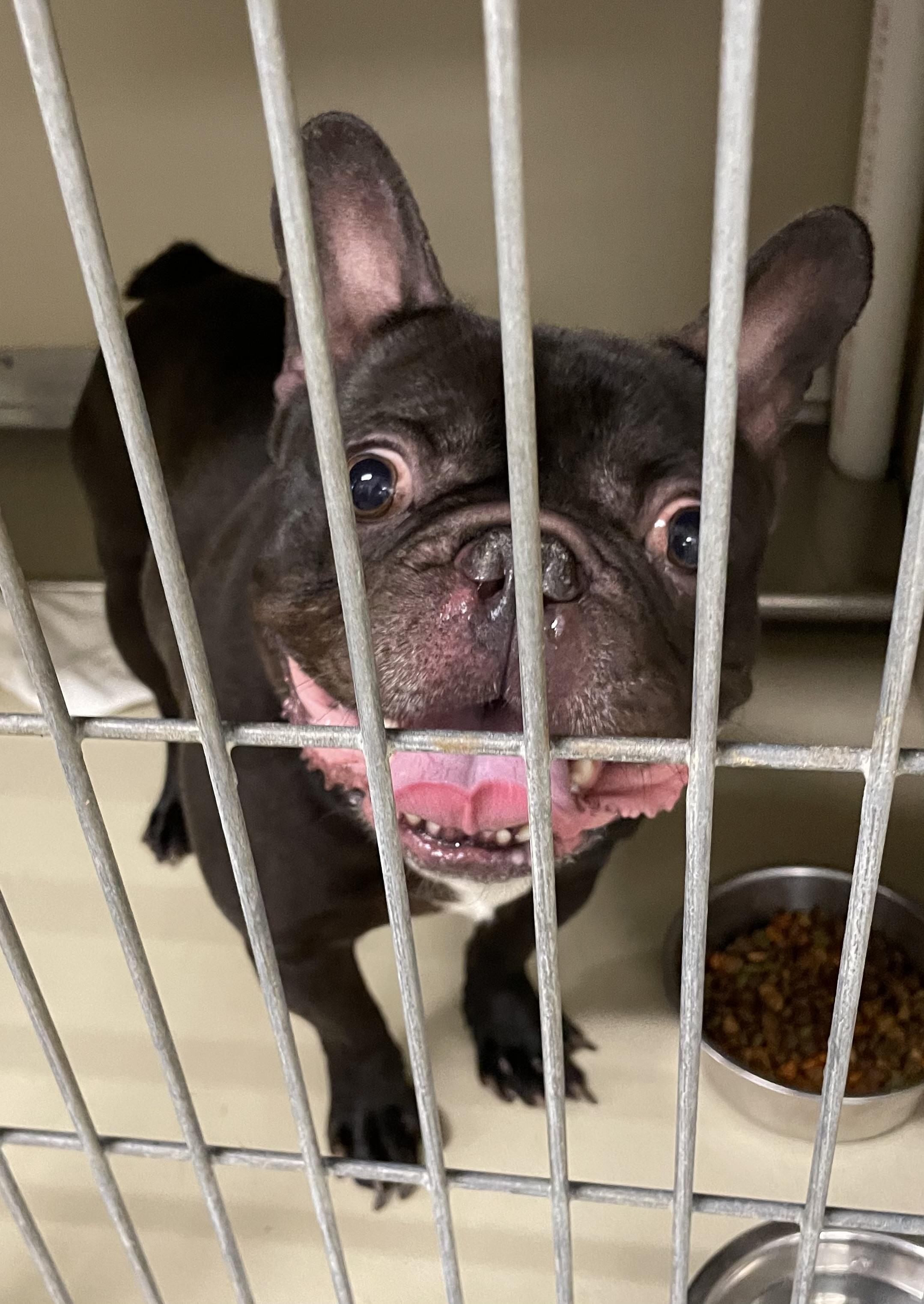 Enlarge Gremlin ADOPTED, an adopted mixed breed in Canton, OH image 2/5