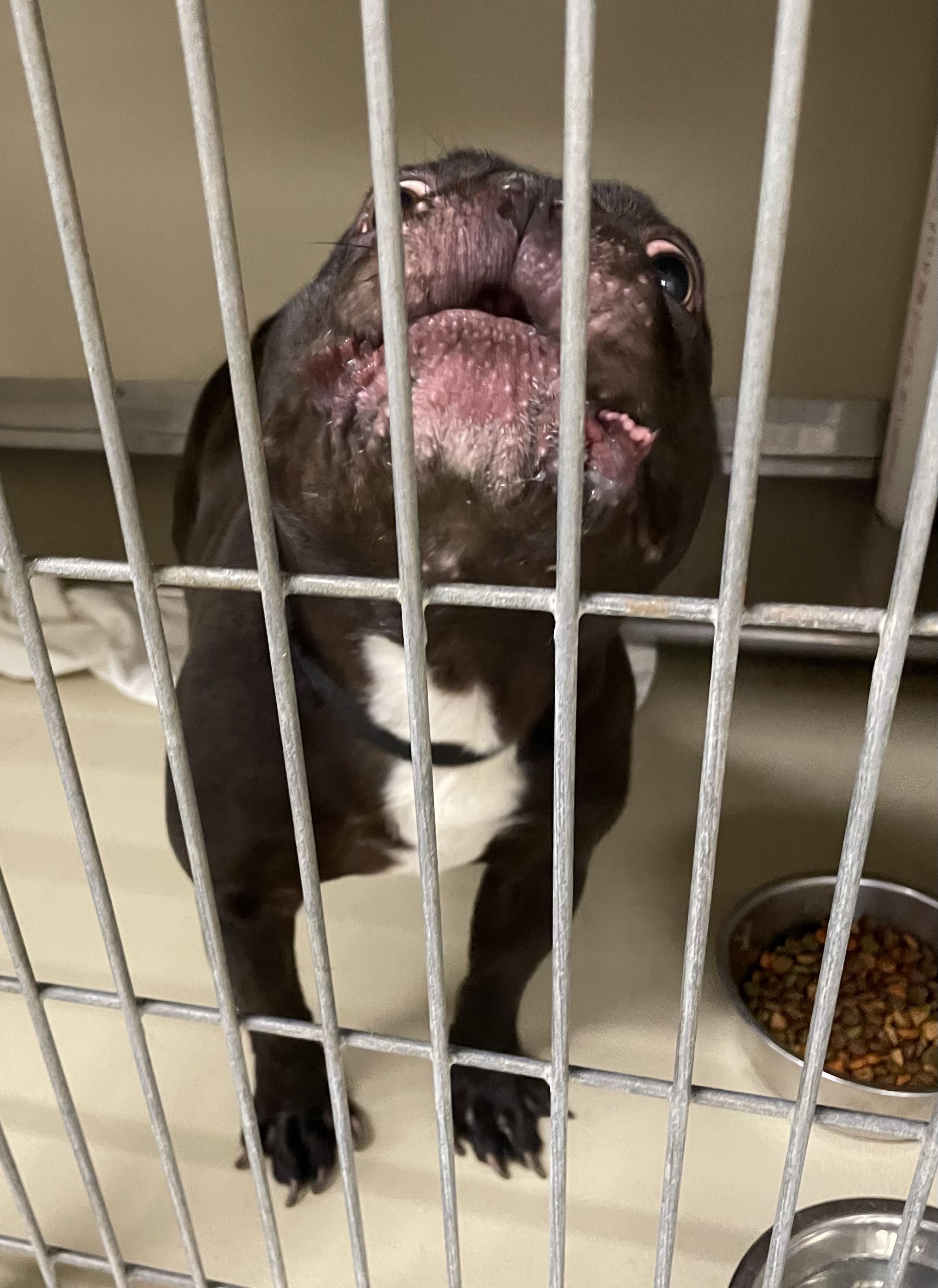 Enlarge Gremlin ADOPTED, an adopted mixed breed in Canton, OH image 4/5