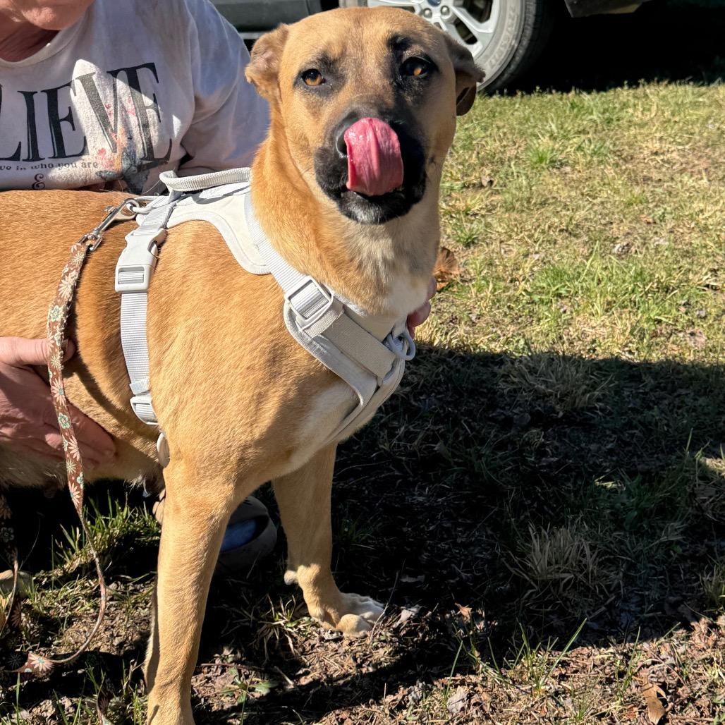 Savannah, Adoptable, Adult Female German Shepherd Dog & Mixed Breed.