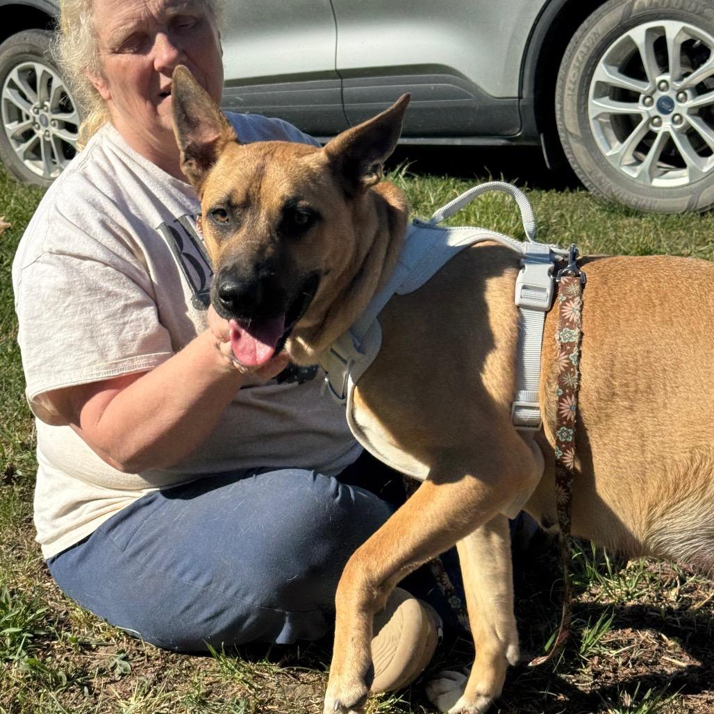 Enlarge Savannah, a Adoptable mixed breed in West Plains, MO image 2/5