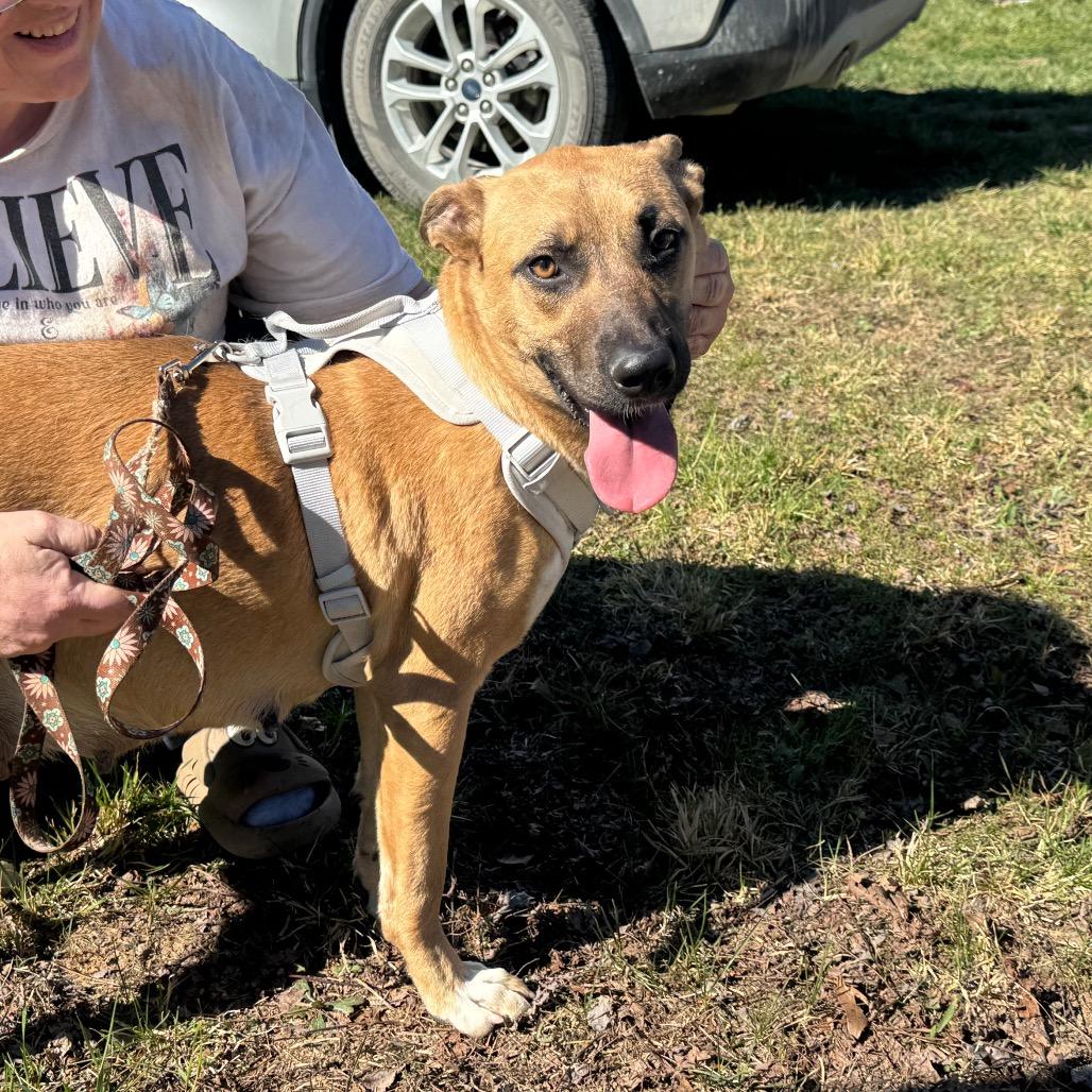 Enlarge Savannah, a Adoptable mixed breed in West Plains, MO image 3/5