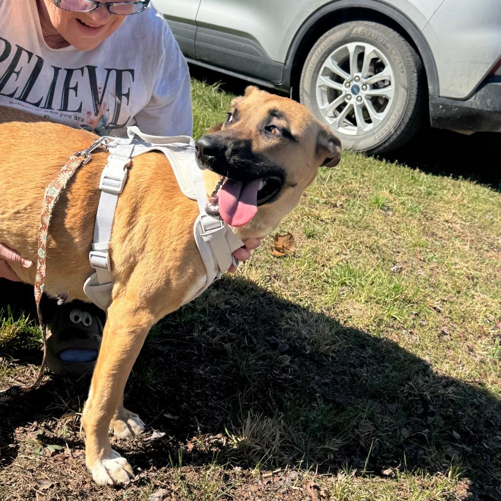 Enlarge Savannah, a Adoptable mixed breed in West Plains, MO image 5/5