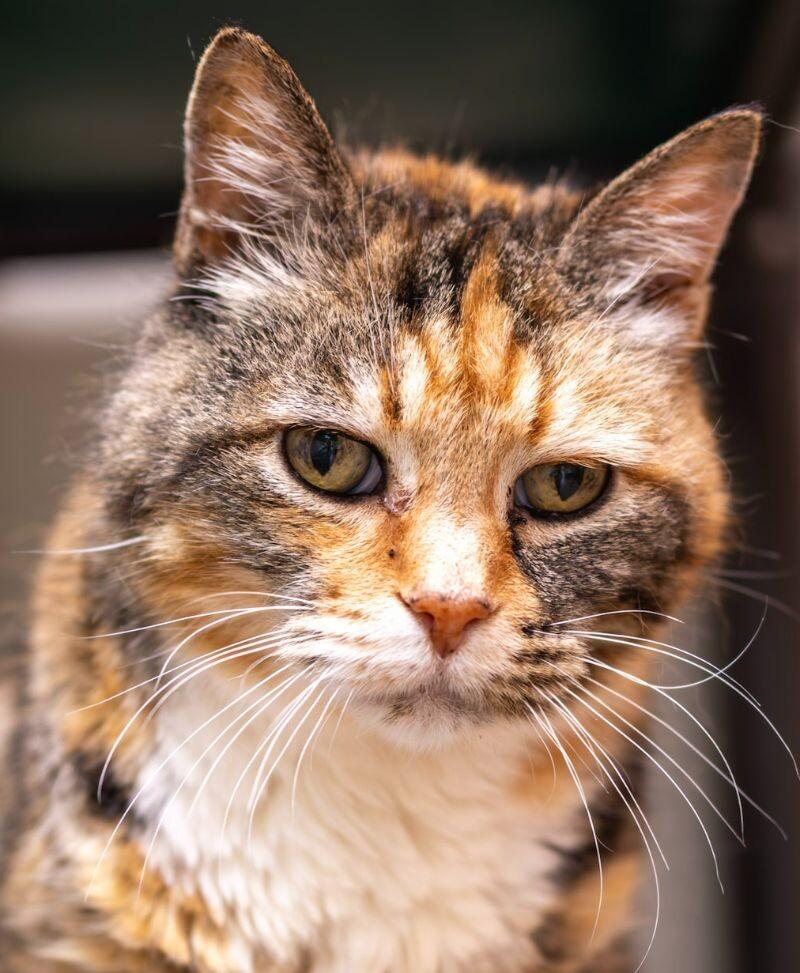 Pearl, Adoptable, Senior Female Tabby.