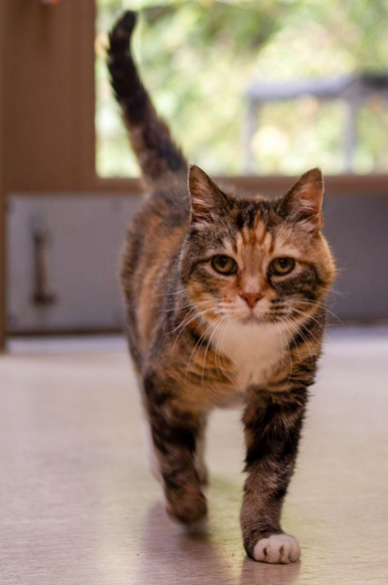 Enlarge Pearl, a Adoptable Tabby in Arlington, WA image 2/4