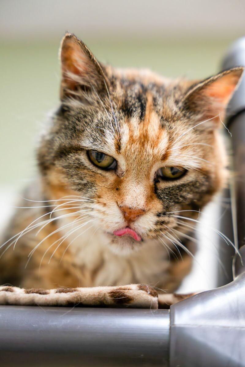 Enlarge Pearl, a Adoptable Tabby in Arlington, WA image 3/4