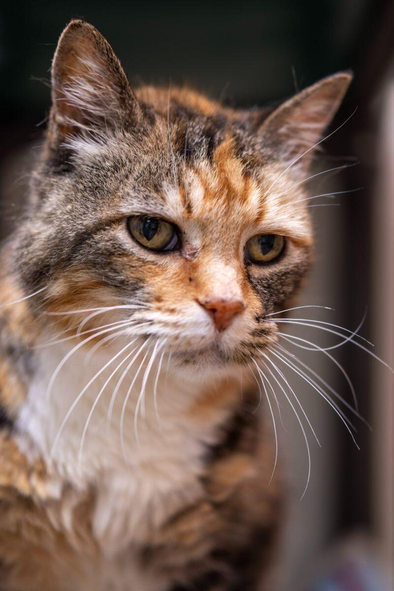 Enlarge Pearl, a Adoptable Tabby in Arlington, WA image 4/4