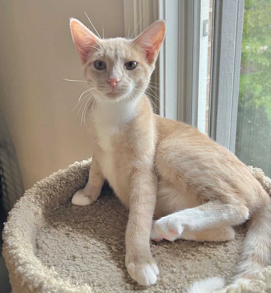 Enlarge Fushia, a Adoptable Tabby in Chicago, IL image 1/6