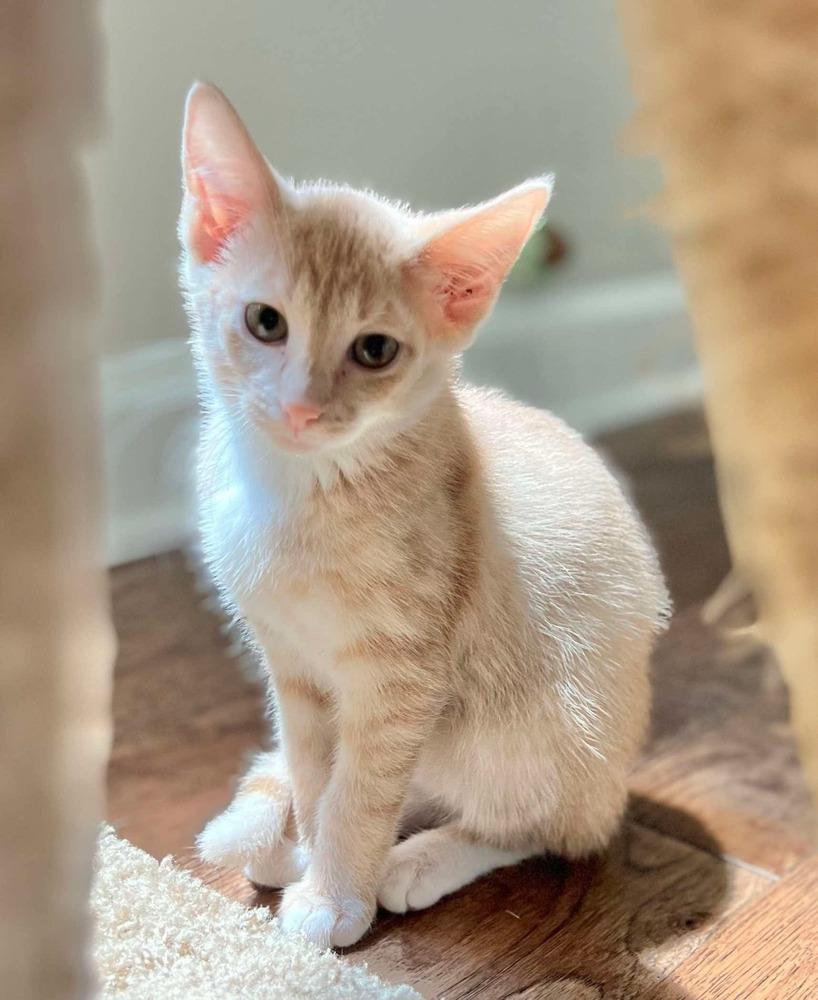 Enlarge Fushia, a Adoptable Tabby in Chicago, IL image 2/6