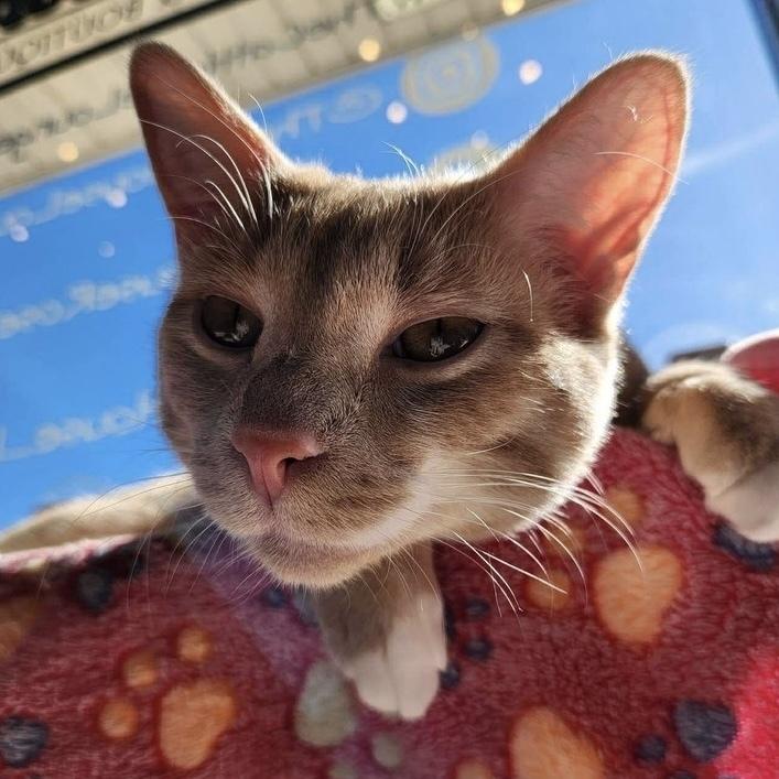 Enlarge Fushia, a Adoptable Tabby in Chicago, IL image 3/6