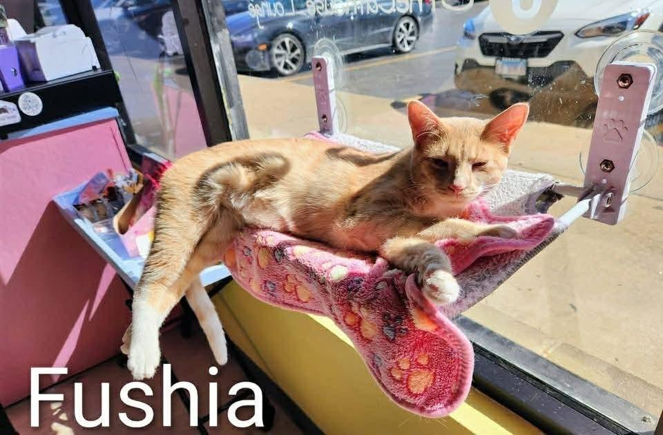 Enlarge Fushia, a Adoptable Tabby in Chicago, IL image 4/6