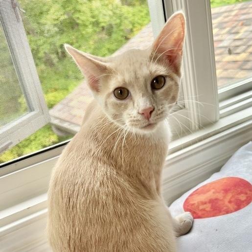 Enlarge Fushia, a Adoptable Tabby in Chicago, IL image 5/6