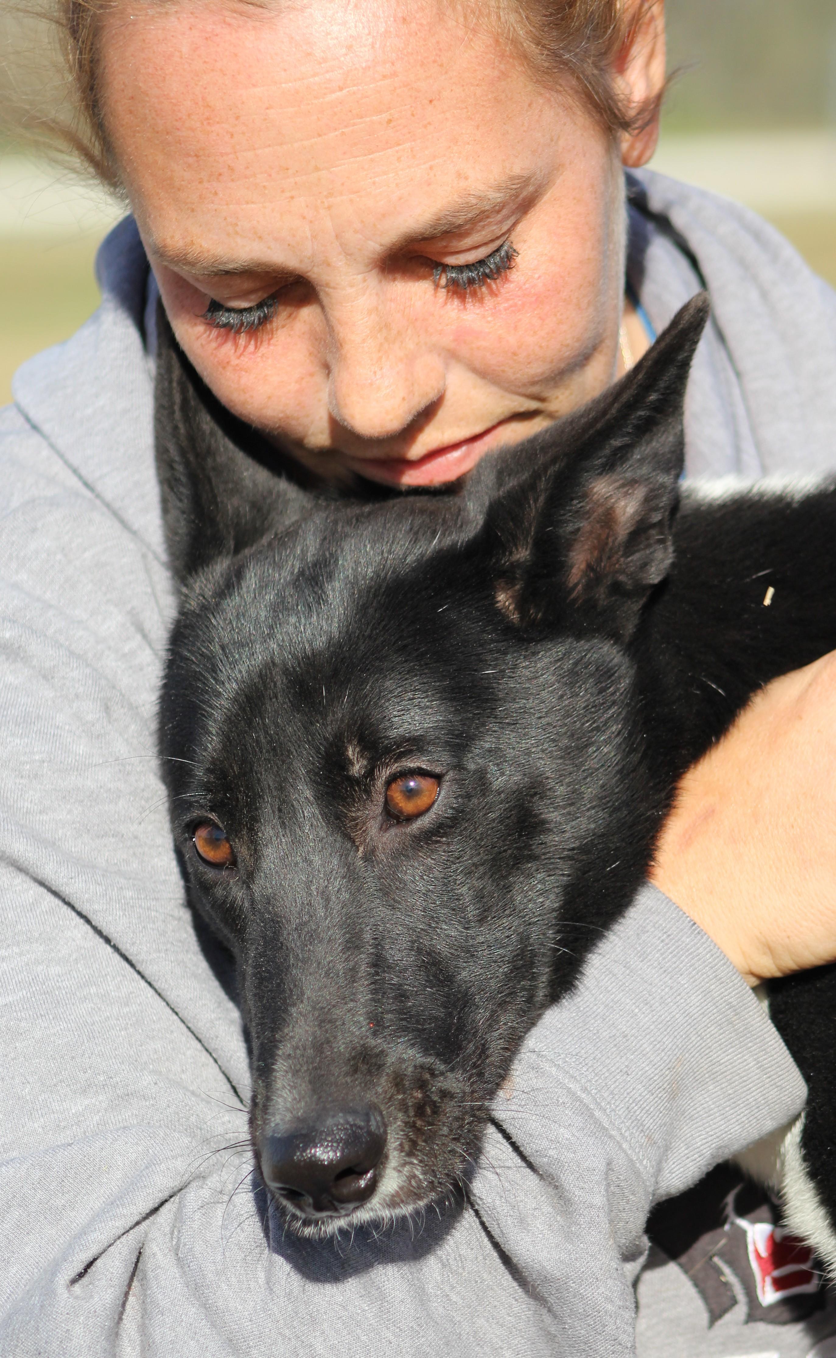 Enlarge Shasta, a ADOPTABLE mixed breed in Temple, TX image 5/6