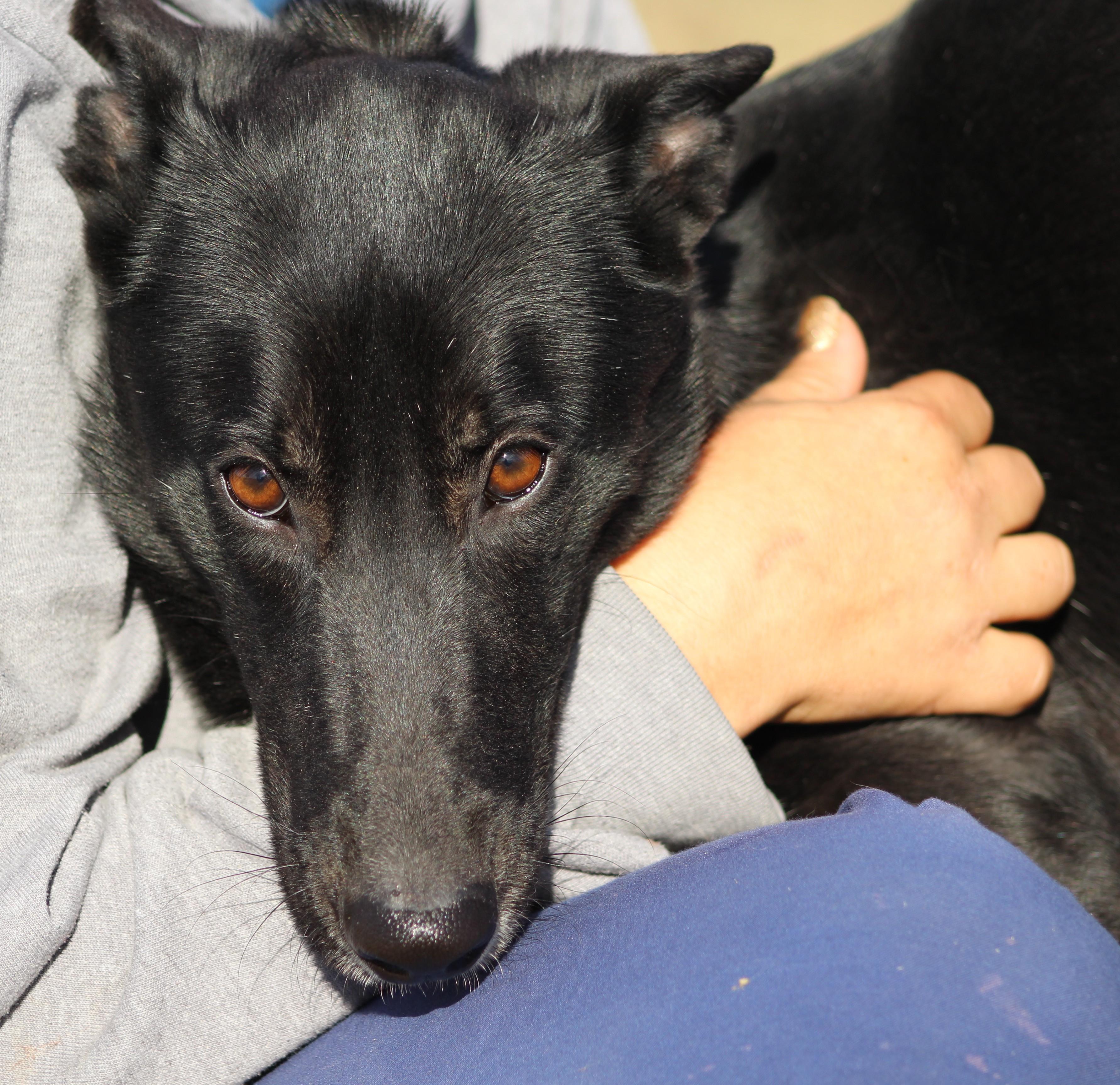 Shasta, ADOPTABLE, Young Female Border Collie & Mixed Breed.