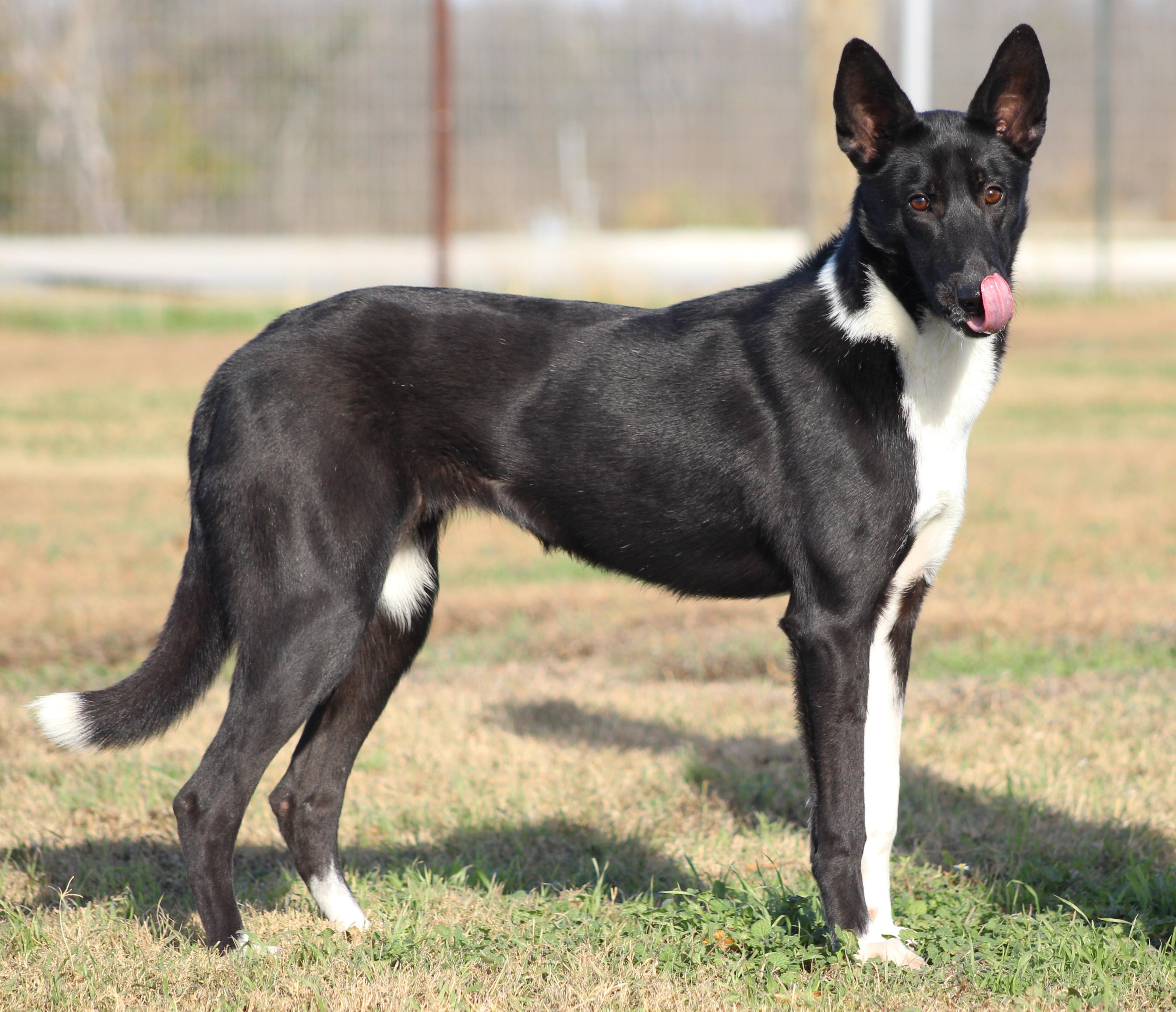 Enlarge Shasta, a ADOPTABLE mixed breed in Temple, TX image 4/6