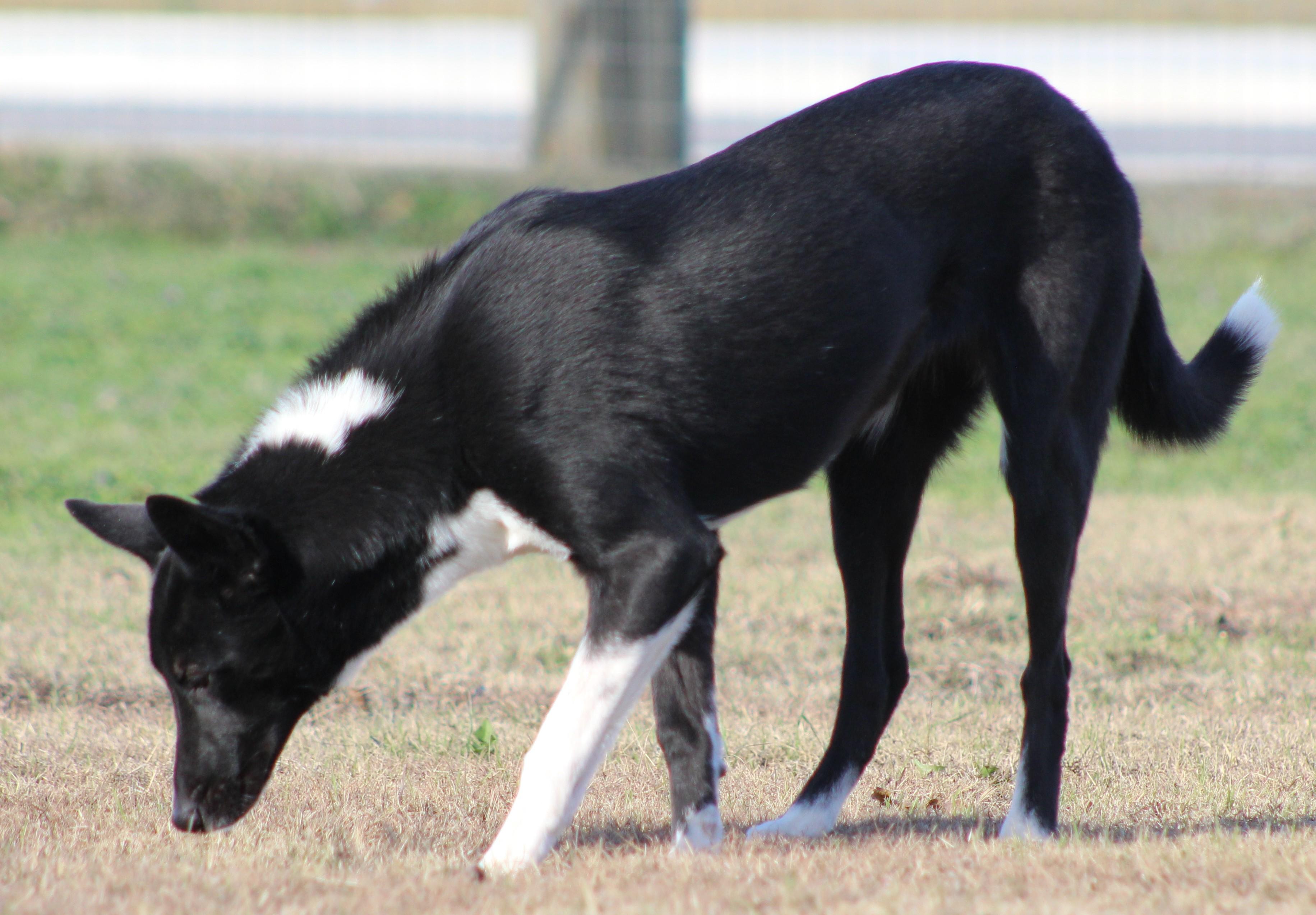 Enlarge Shasta, a ADOPTABLE mixed breed in Temple, TX image 3/6