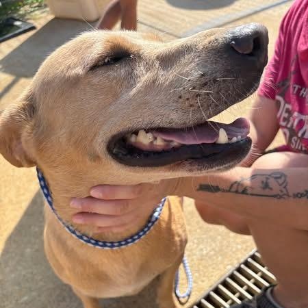 Enlarge Bess, a ADOPTABLE mixed breed in Lumberton, NC image 2/3