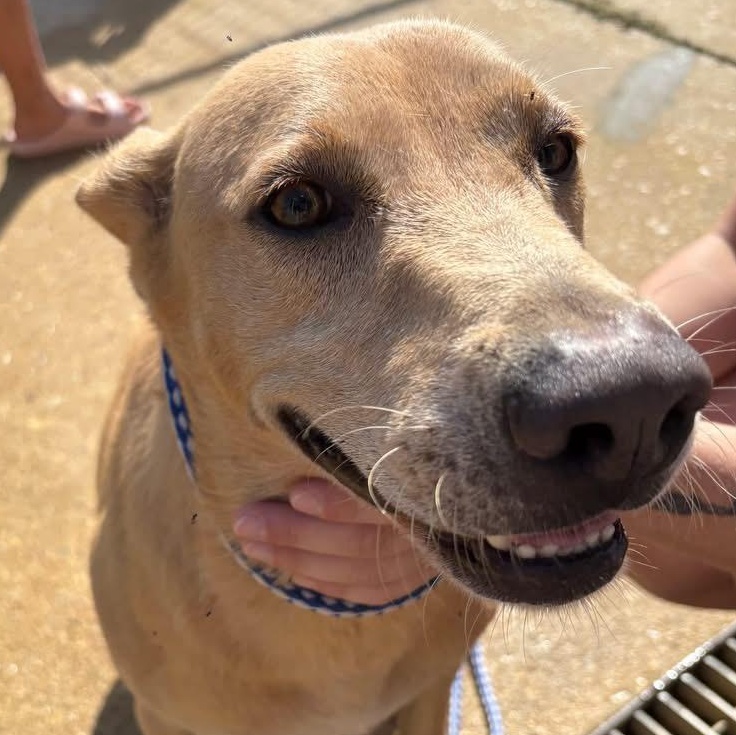 Enlarge Bess, a ADOPTABLE mixed breed in Lumberton, NC image 1/3