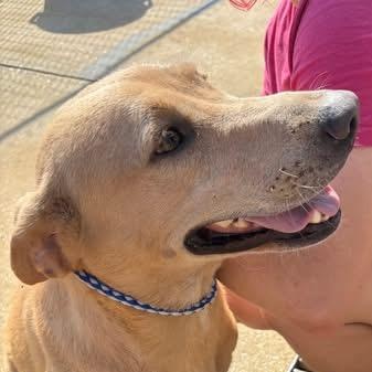 Enlarge Bess, a ADOPTABLE mixed breed in Lumberton, NC image 3/3