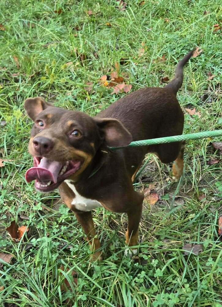 Enlarge River, a Adoptable Hound in Acworth, GA image 1/1