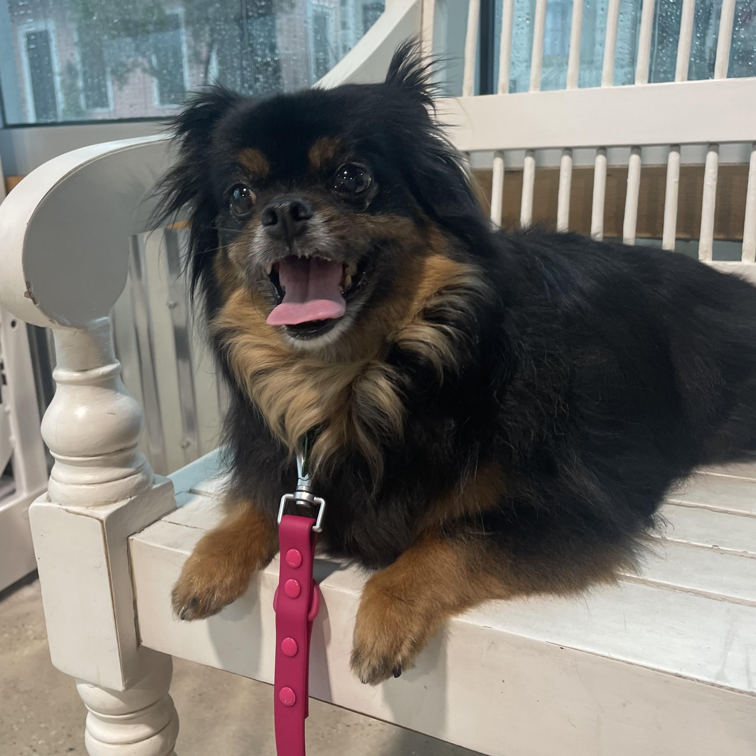 Humbug (Fospice), Senior Female Japanese Chin