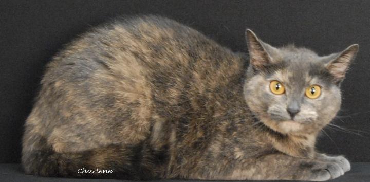 Enlarge Gracie, a ADOPTABLE mixed breed in Newland, NC image 1/1