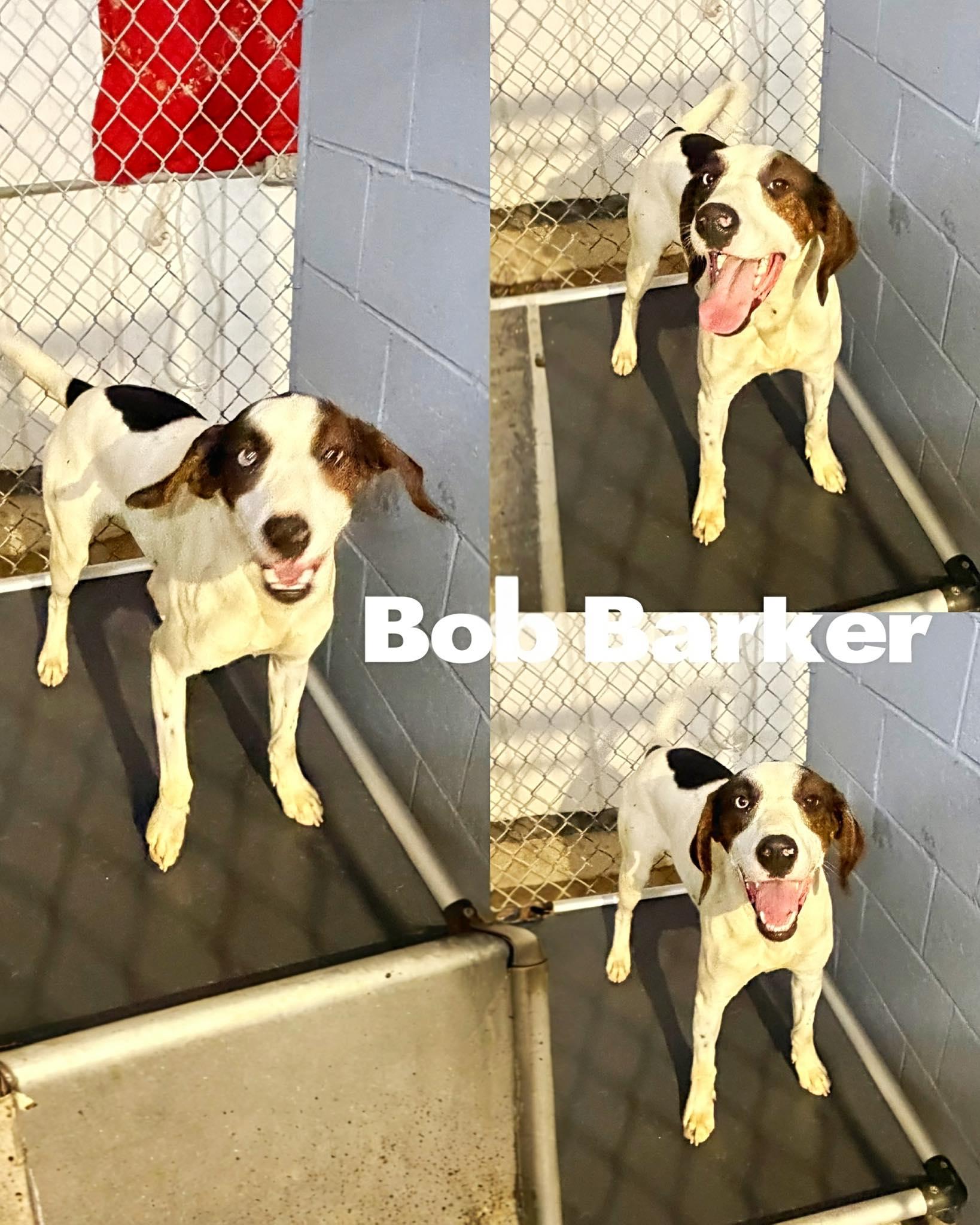 Enlarge Bob Barker, a ADOPTABLE mixed breed in Saint James, MO image 1/2