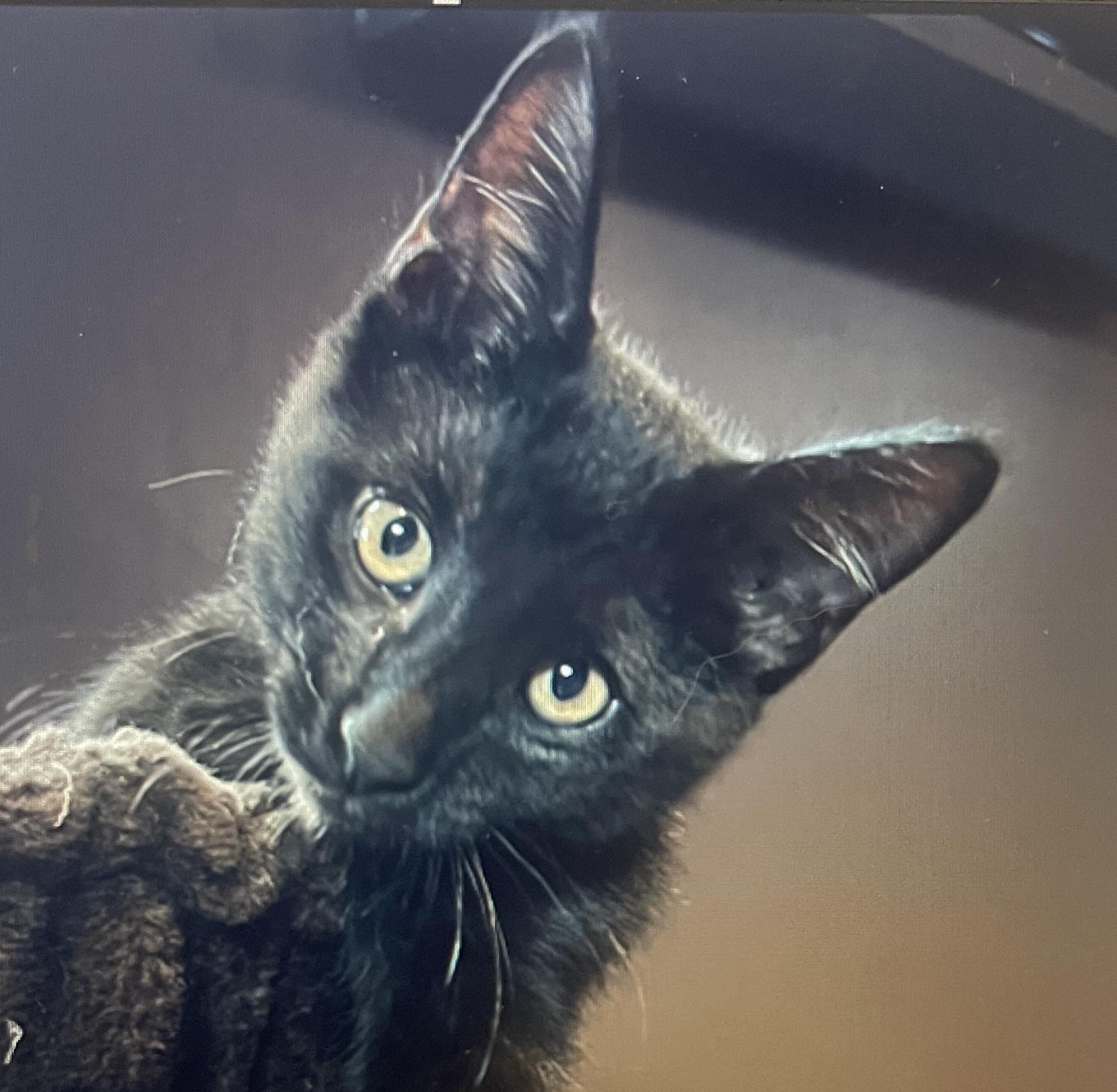 Monkey (Call or text Nikki 619-922-6034), adopted, Kitten Male Tabby.