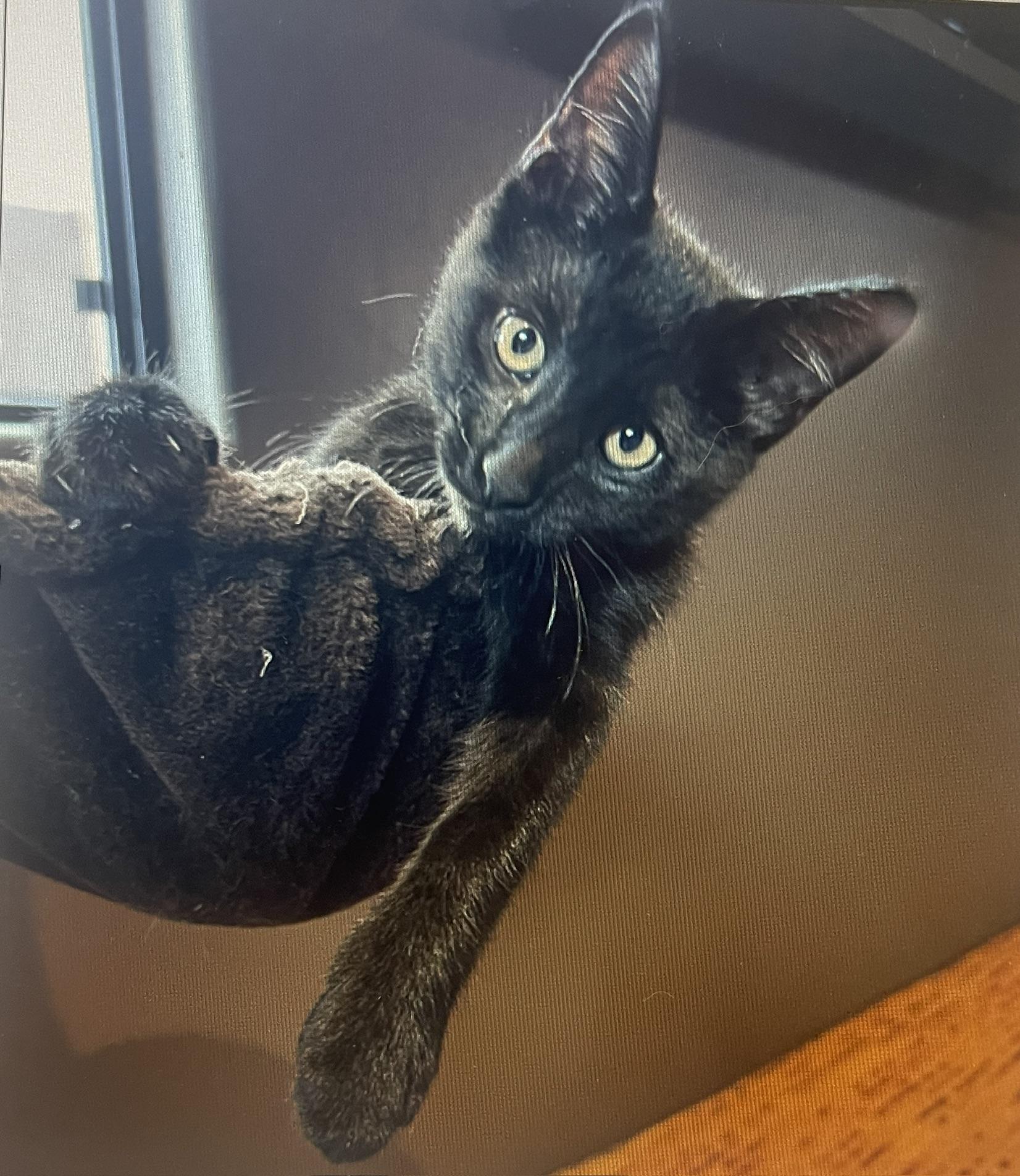 Monkey (Call or text Nikki 619-922-6034), an adopted Tabby in Sedona, AZ image 2/2