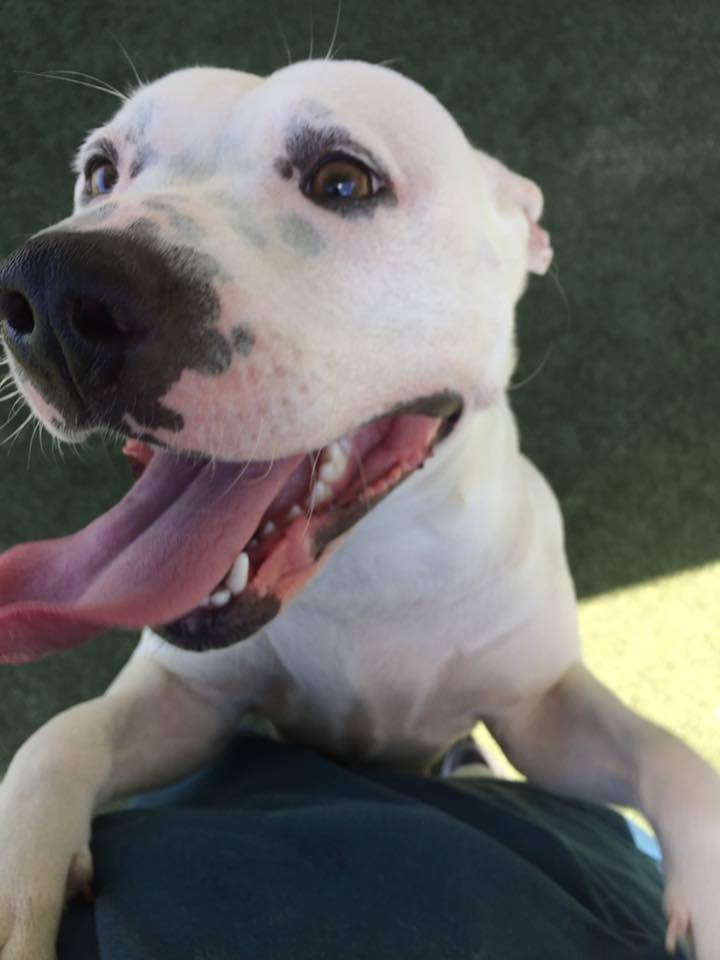 Enlarge Sprite, a Adoptable mixed breed in Godfrey, IL image 1/12