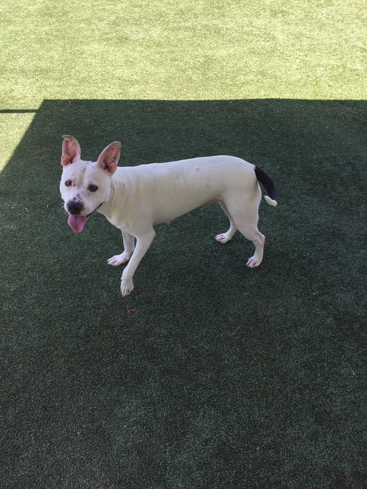 Enlarge Sprite, a Adoptable mixed breed in Godfrey, IL image 2/12