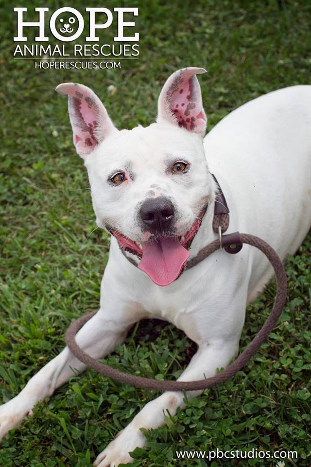 Enlarge Sprite, a Adoptable mixed breed in Godfrey, IL image 3/12