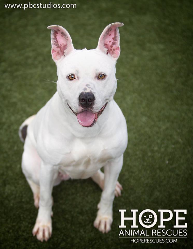 Enlarge Sprite, a Adoptable mixed breed in Godfrey, IL image 4/12