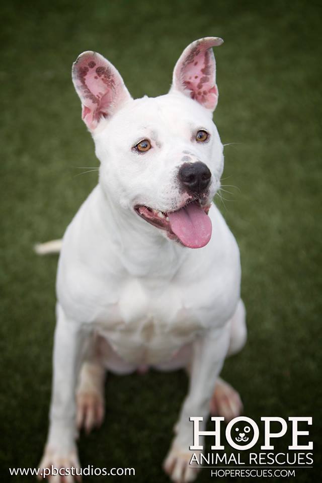 Enlarge Sprite, a Adoptable mixed breed in Godfrey, IL image 5/12