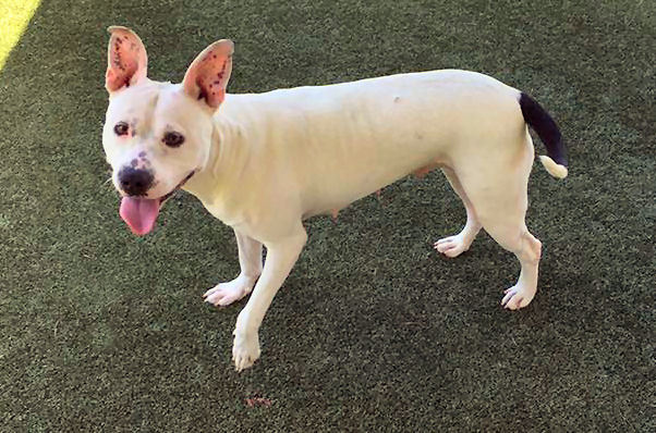 Enlarge Sprite, a Adoptable mixed breed in Godfrey, IL image 6/12