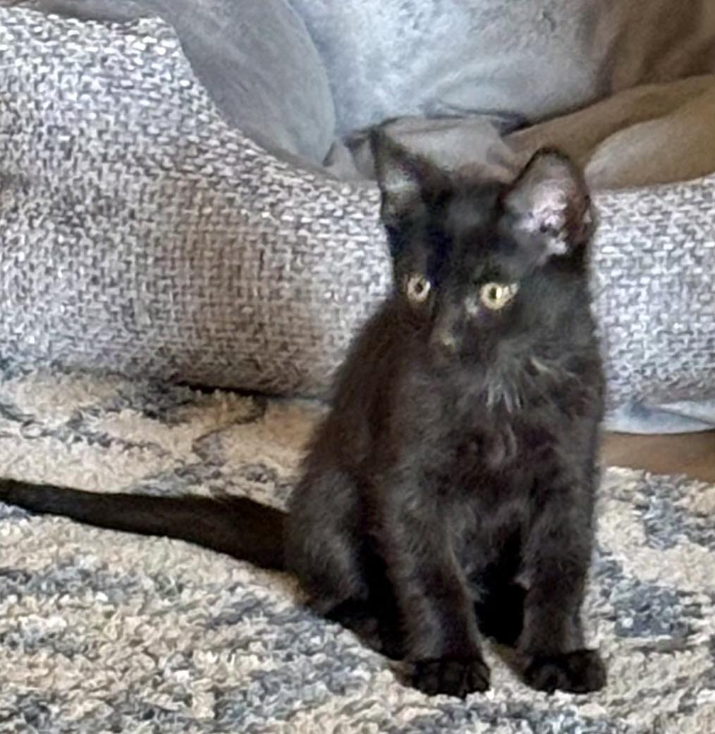 Midnight, Baby Male Domestic Short Hair