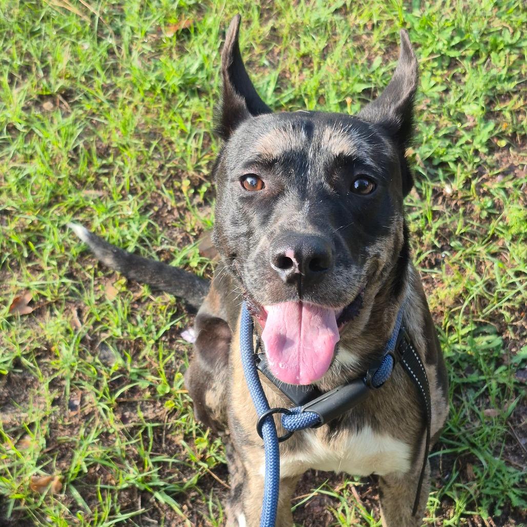 Gucci 5728, Adoptable, Adult Male Mixed Breed.