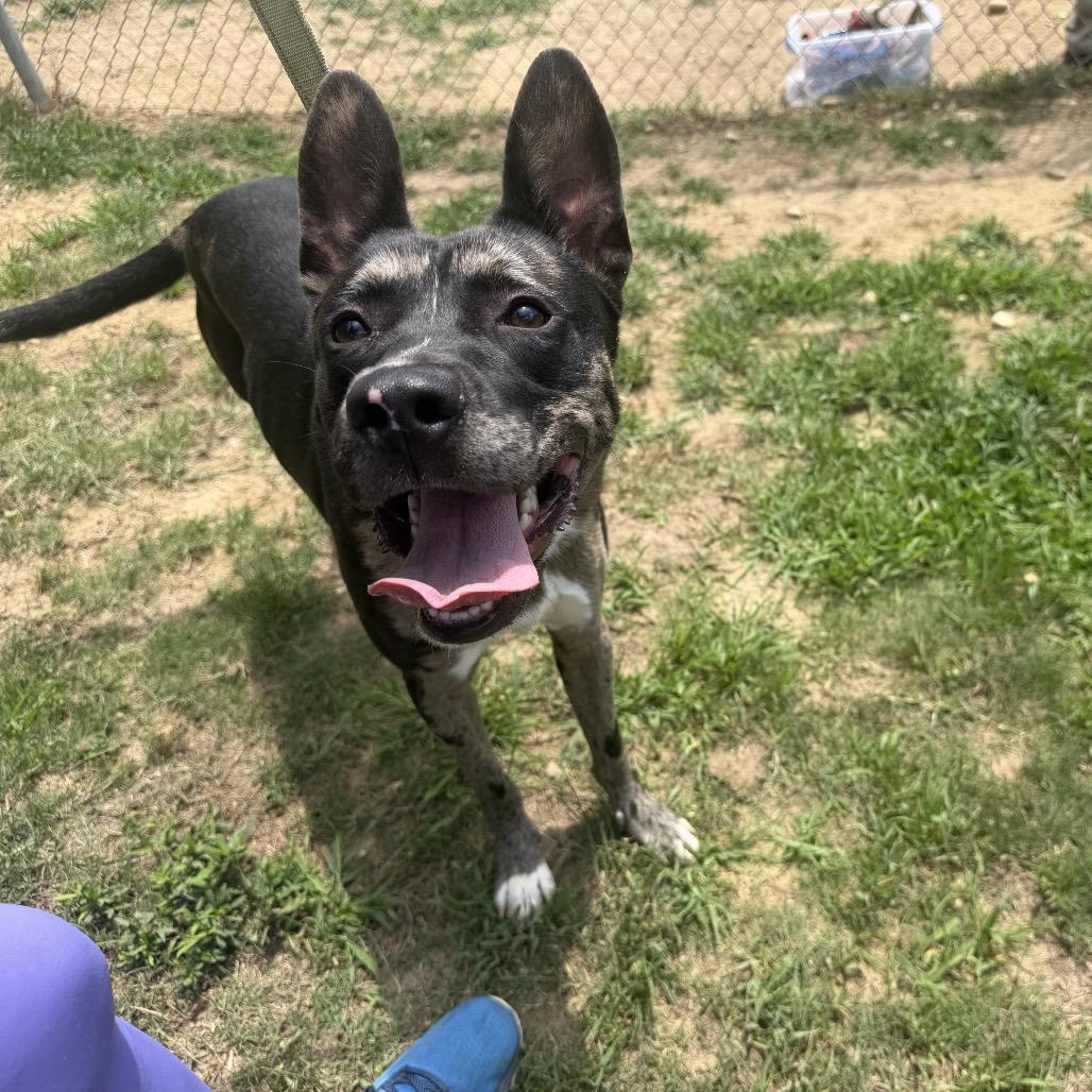 Enlarge Gucci 5728, a Adoptable Mixed Breed in Hamilton, GA image 2/6