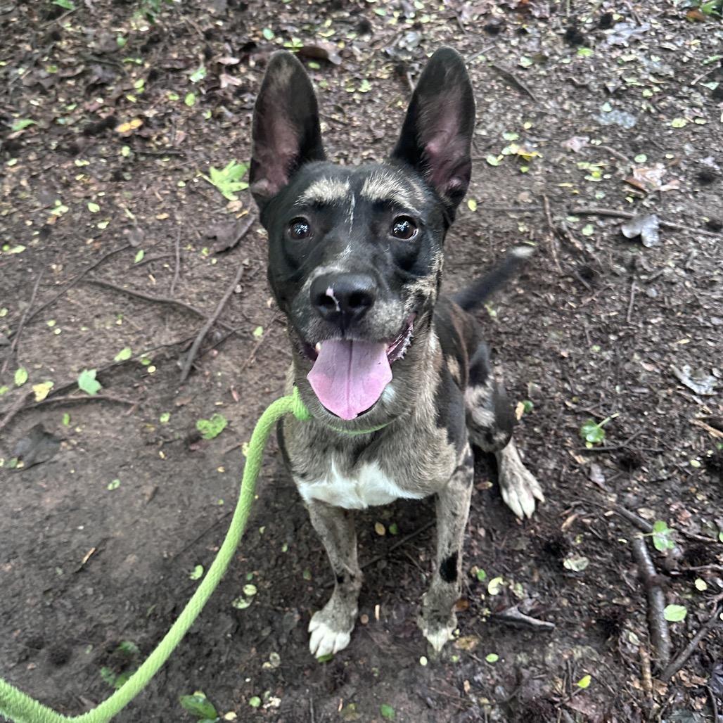 Enlarge Gucci 5728, a Adoptable Mixed Breed in Hamilton, GA image 3/6
