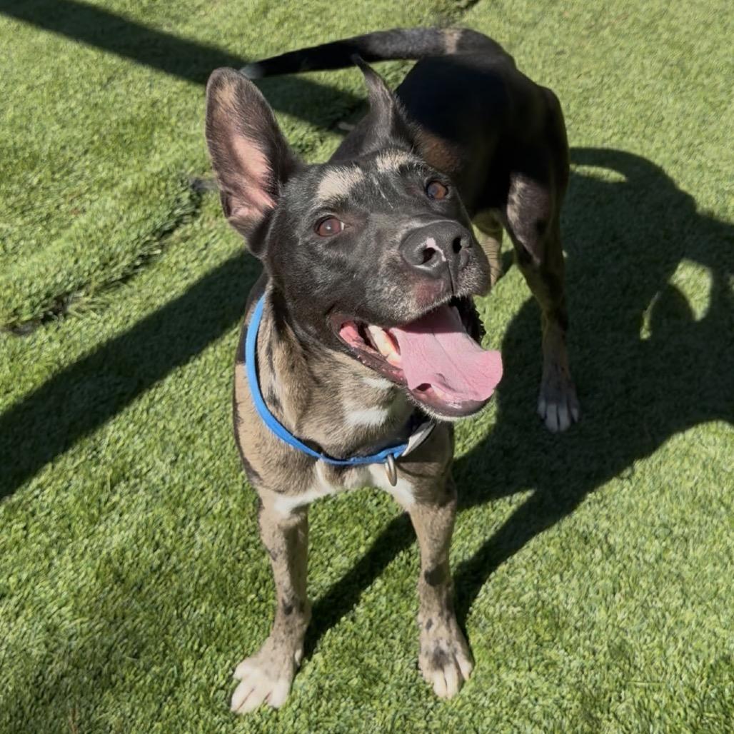 Enlarge Gucci 5728, a Adoptable Mixed Breed in Hamilton, GA image 4/6