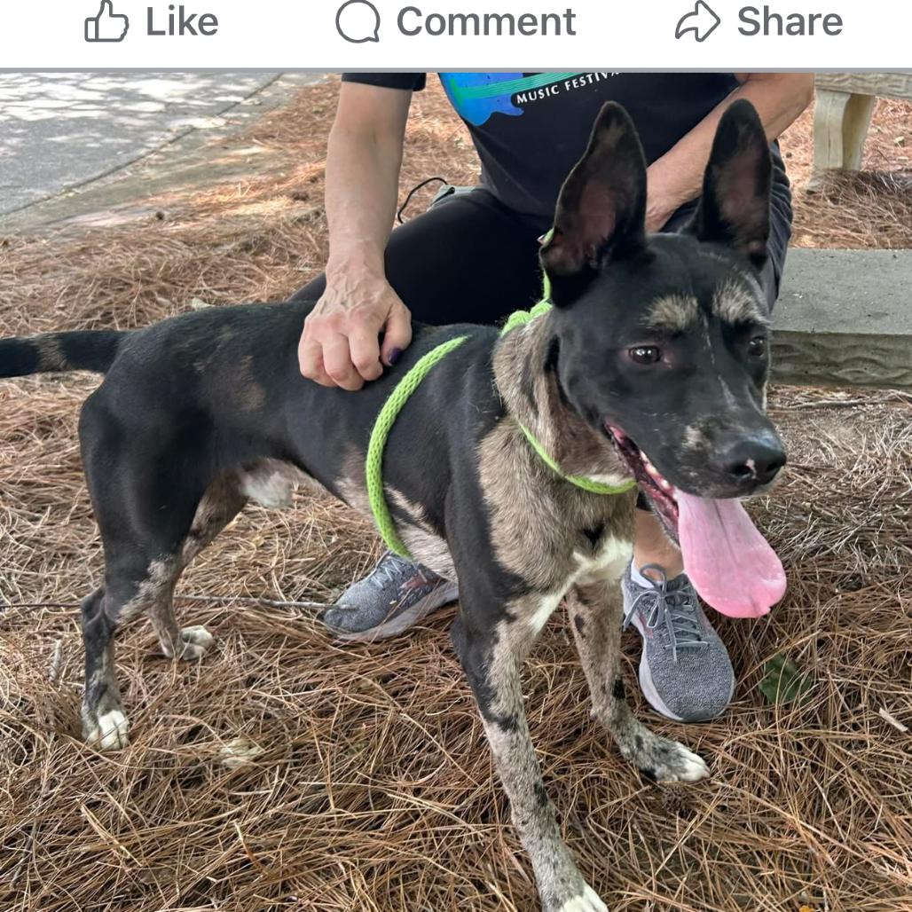 Enlarge Gucci 5728, a Adoptable Mixed Breed in Hamilton, GA image 6/6