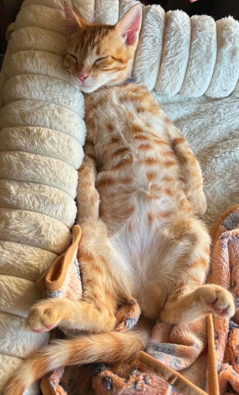 Enlarge Nalita, a Adopted Tabby in Santa Cruz, CA image 1/4