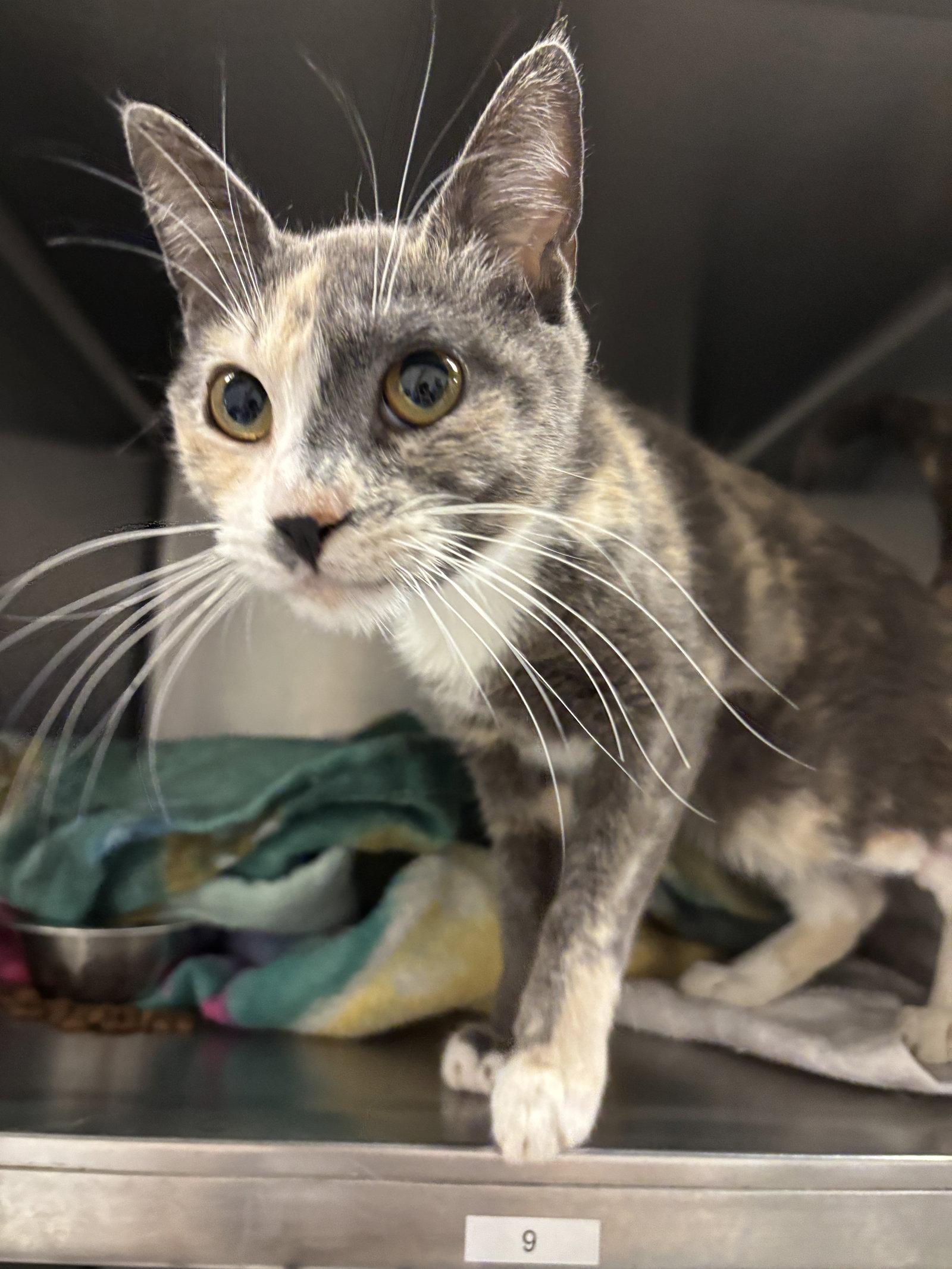 Harmony ( BC), Adoptable, Young Female Calico.